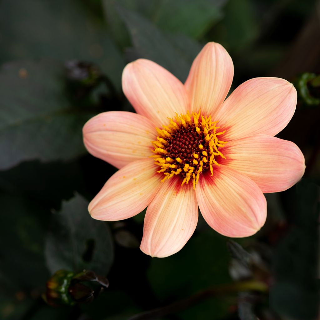 Dahlia Happy Single Date - donkerbladige dahlia