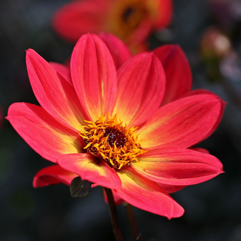 Dahlia Happy Single Flame - donkerbladige dahlia