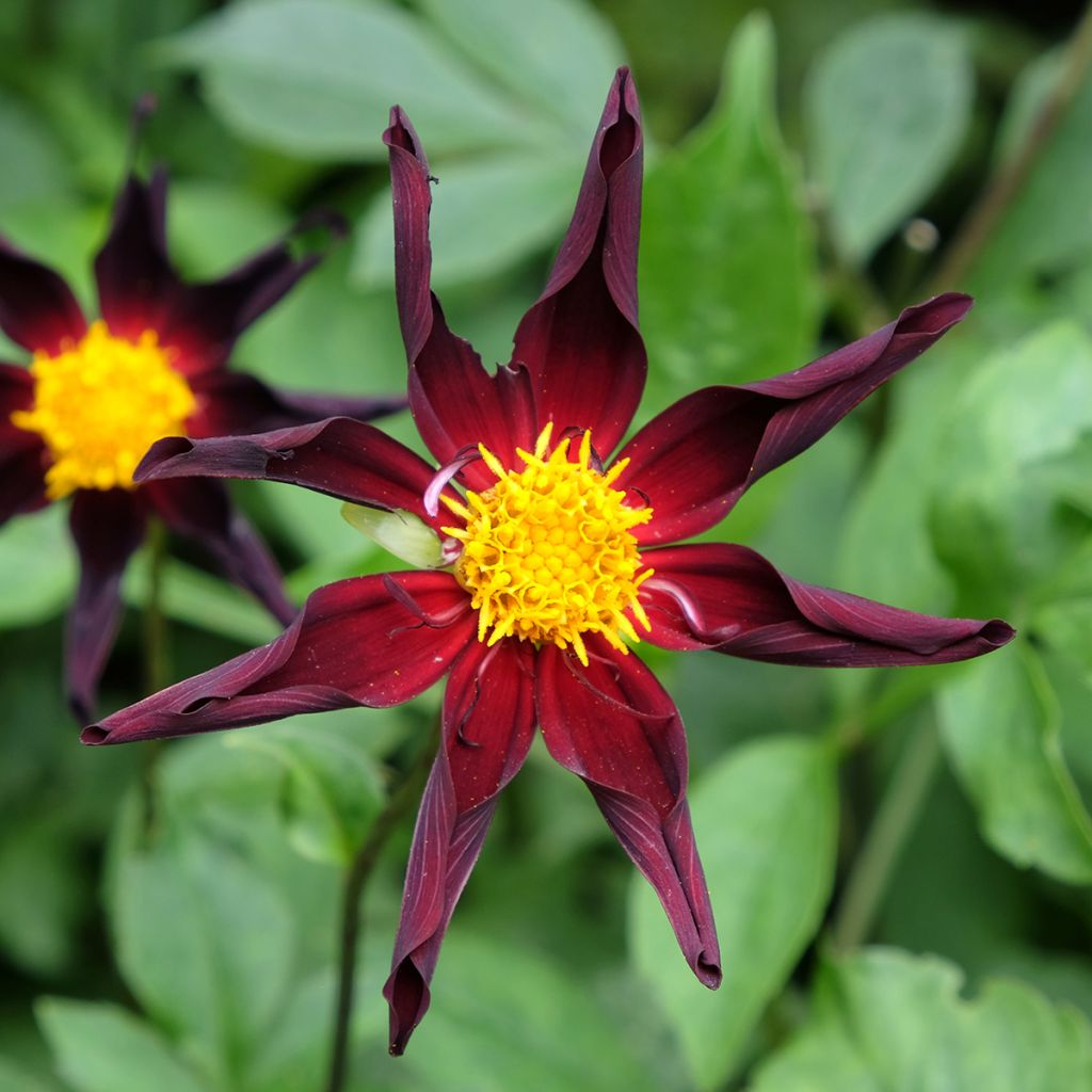 Dahlia Verrone's Obsidian - orchideebloemige dahlia