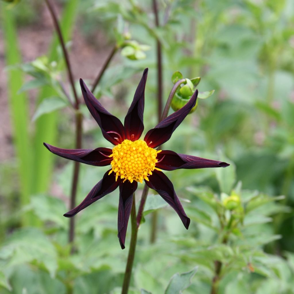 Dahlia Verrone's Obsidian - orchideebloemige dahlia