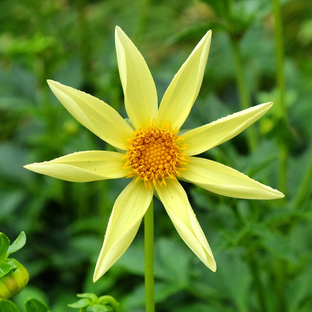Dahlia Honka Yellow - orchideebloemige dahlia