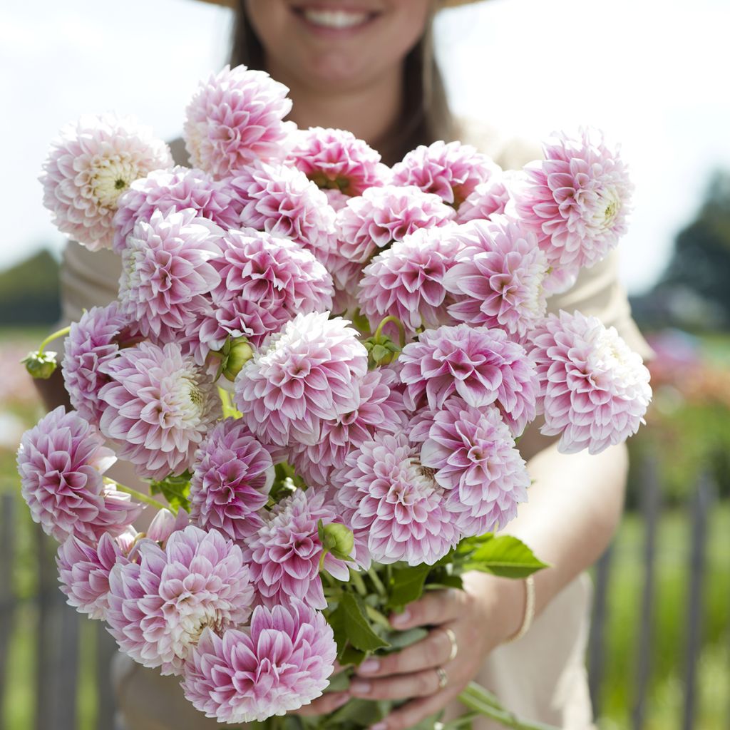 Dahlia Marshmallow Baby - baldahlia