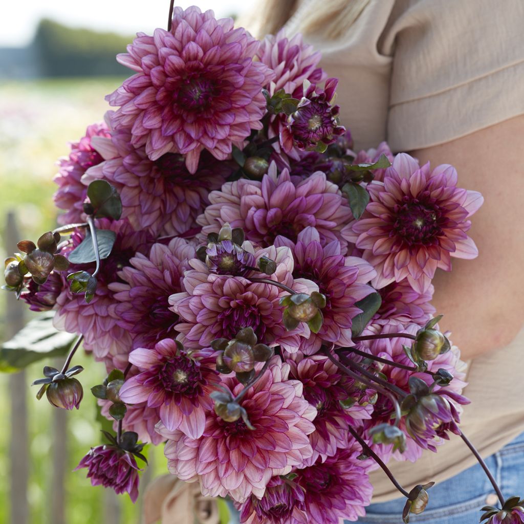 Dahlia Molly Raven - decoratieve dahlia