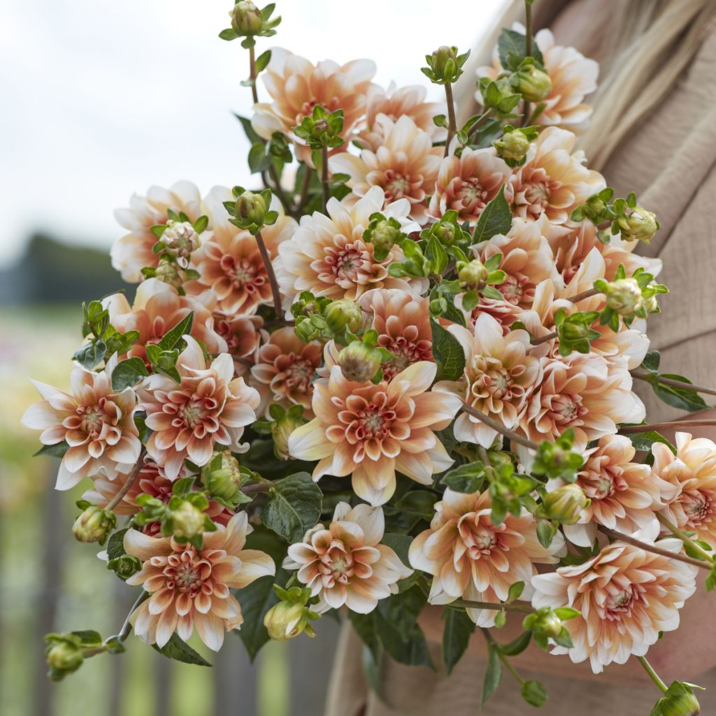 Dahlia Orange Perception - decoratieve dahlia
