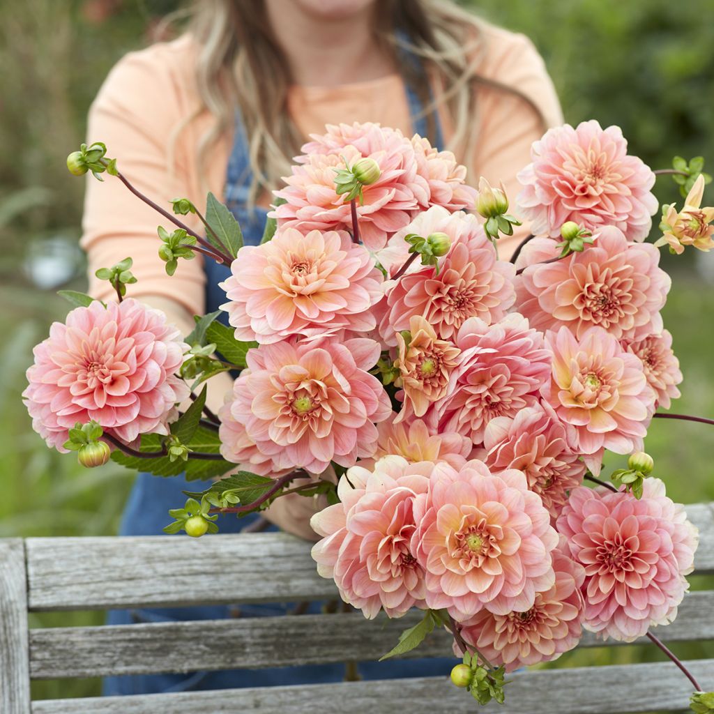 Dahlia Rosario - decoratieve dahlia