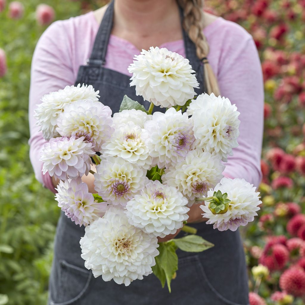 Dahlia Smoothy - baldahlia