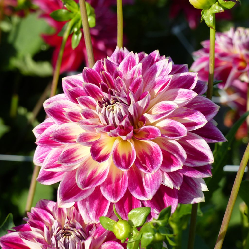Dahlia Temple of Beauty - decoratieve dahlia