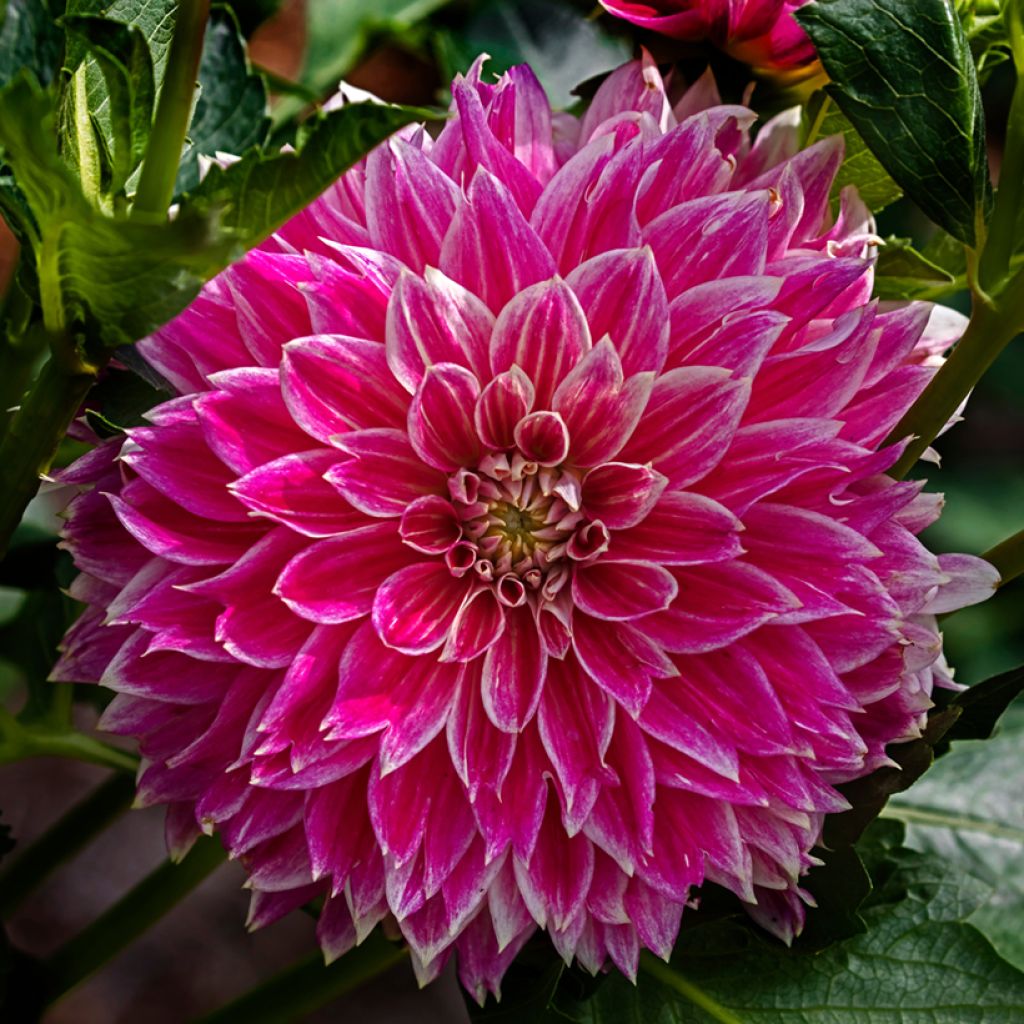 Dahlia Temple of Beauty - decoratieve dahlia