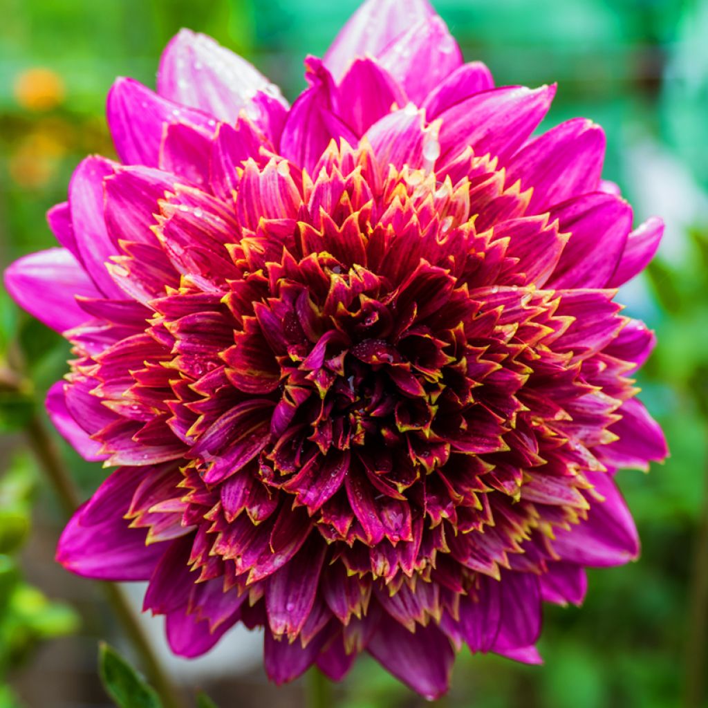 Dahlia Alyshia - Anemoondahlia
