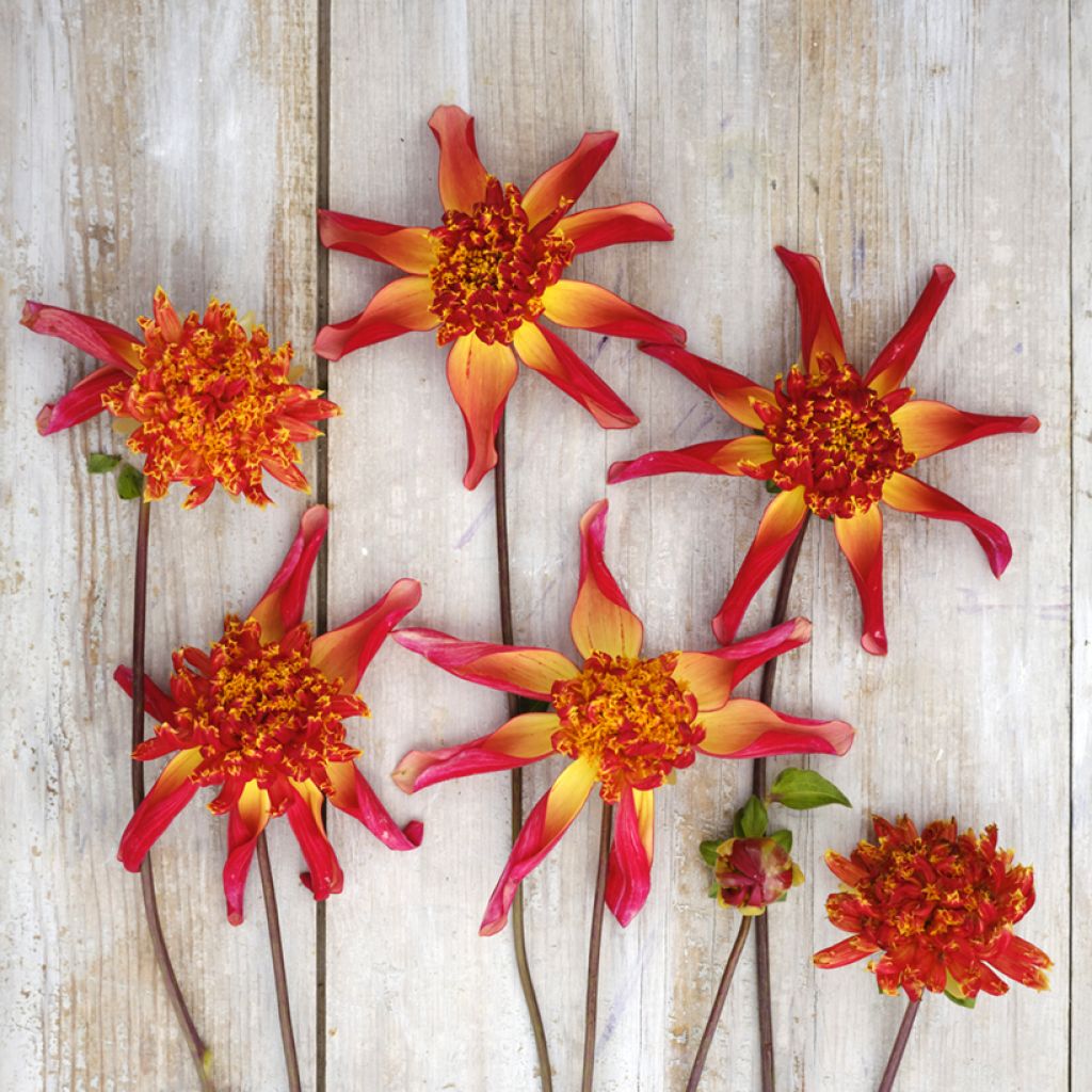 Dahlia Octopus Sparkle - Anemoondahlia