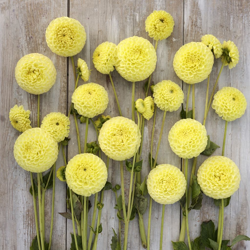 Dahlia Clearview Daniel - baldahlia