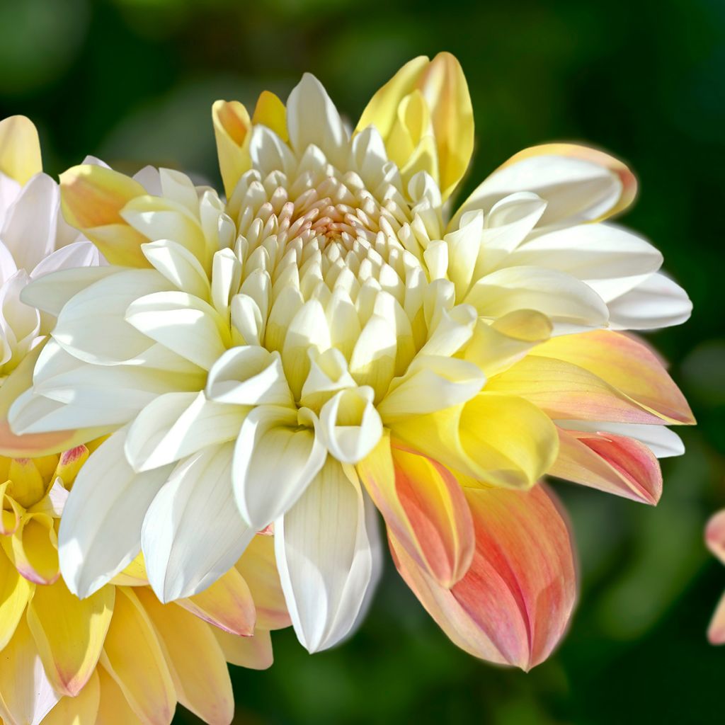 Dahlia Double Jill - baldahlia