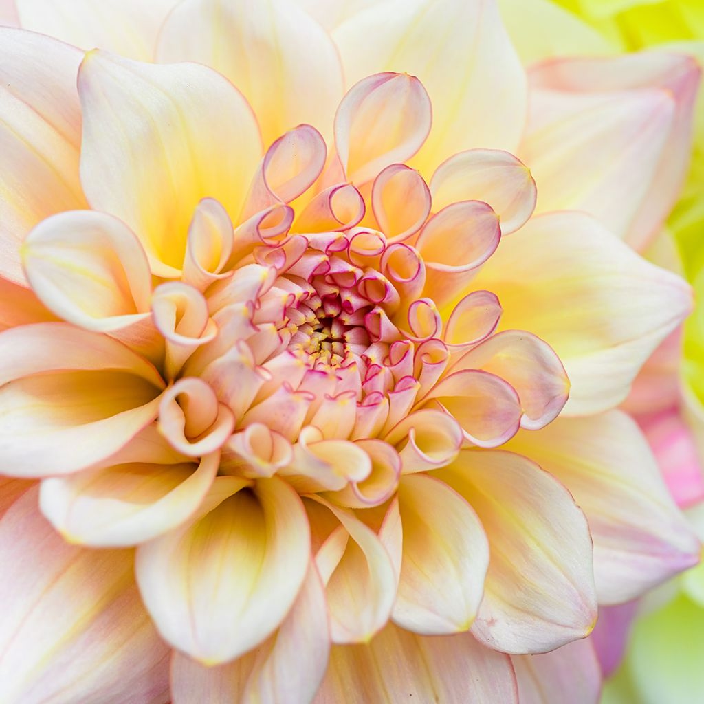 Dahlia Double Jill - baldahlia