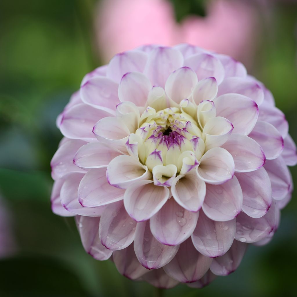 Dahlia Genova - baldahlia