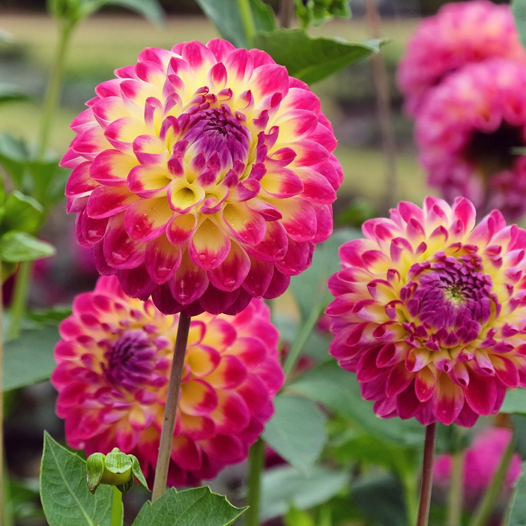 Dahlia Hapet Daydream - baldahlia