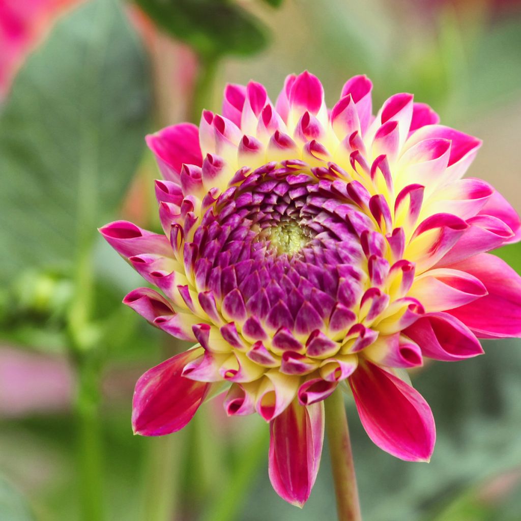 Dahlia Hapet Daydream - baldahlia