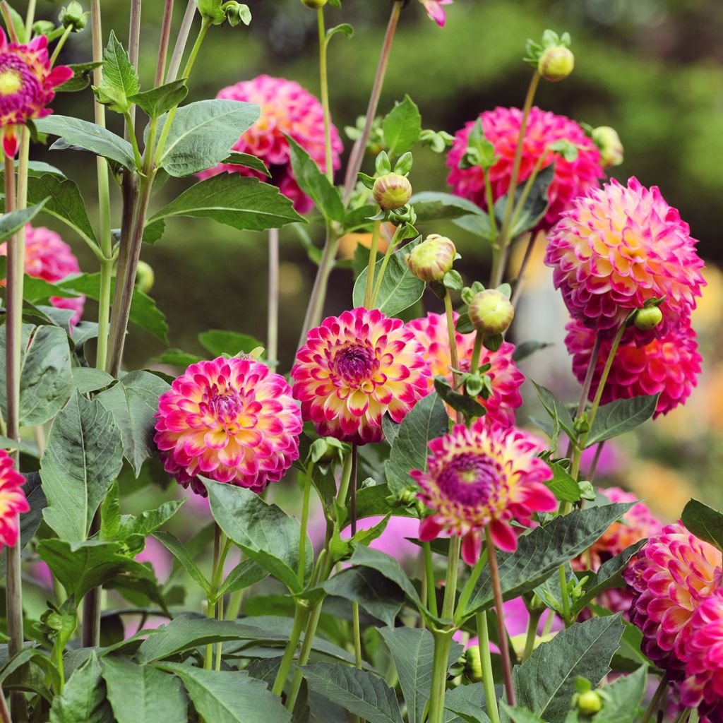 Dahlia Hapet Daydream - baldahlia