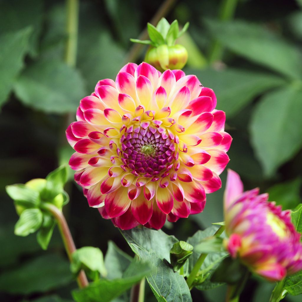 Dahlia Hapet Daydream - baldahlia