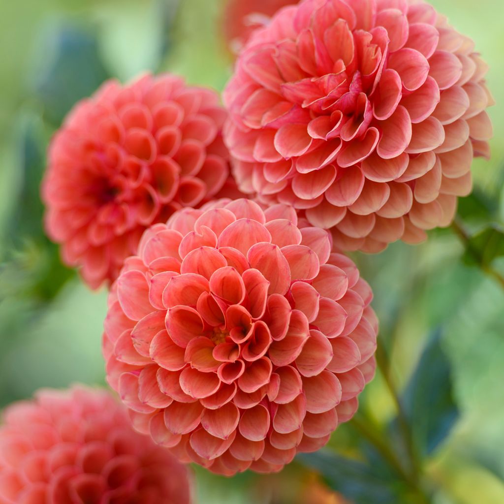 Dahlia Hillcrest Suffusion - baldahlia