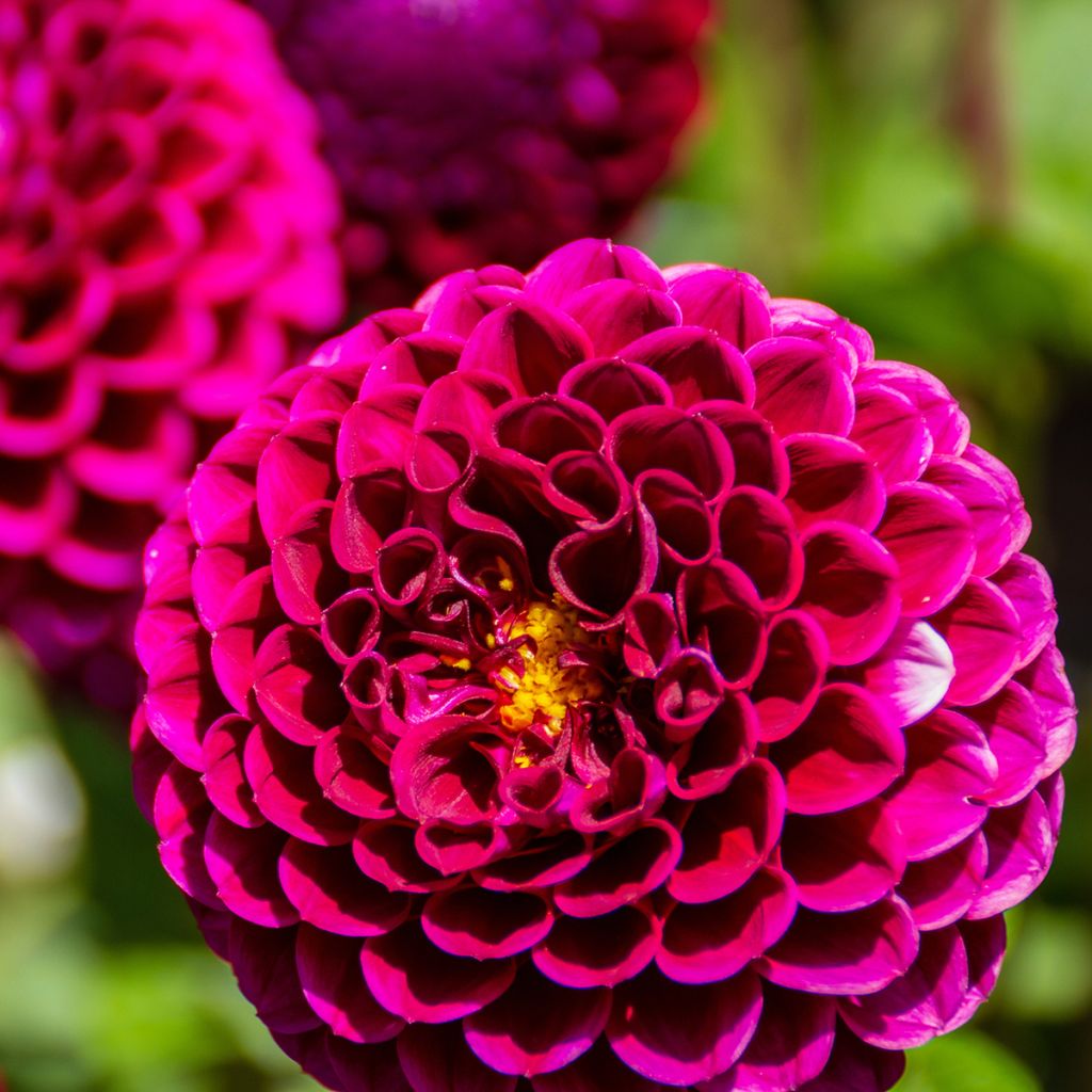 Dahlia Ivanetti - baldahlia