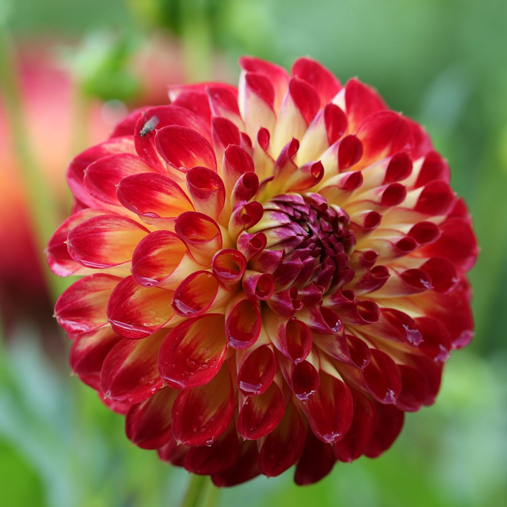 Dahlia Jowey Joshua - baldahlia