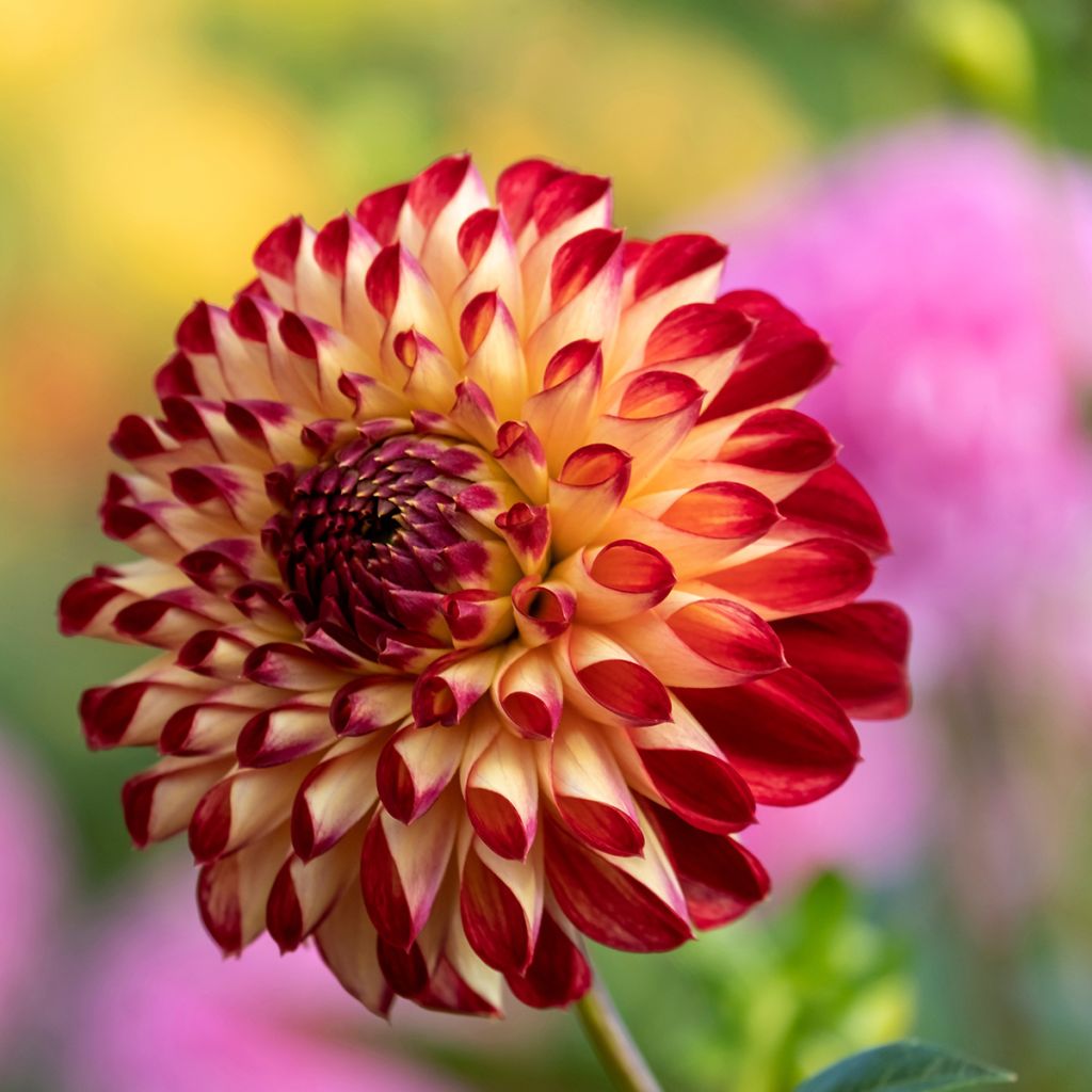 Dahlia Jowey Joshua - baldahlia