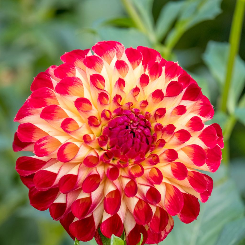 Dahlia Jowey Joshua - baldahlia