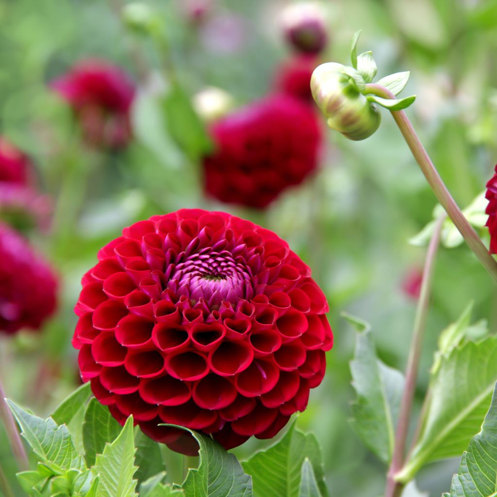 Dahlia Jowey Mirella - baldahlia