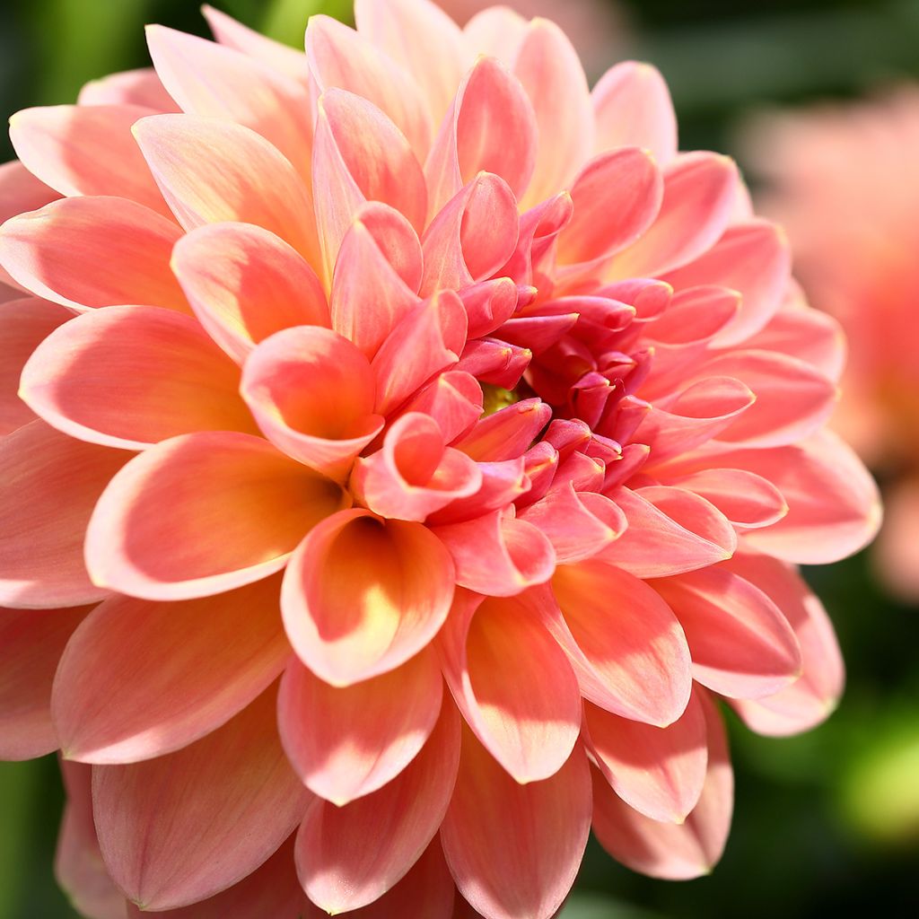 Dahlia Joey Winnie - baldahlia