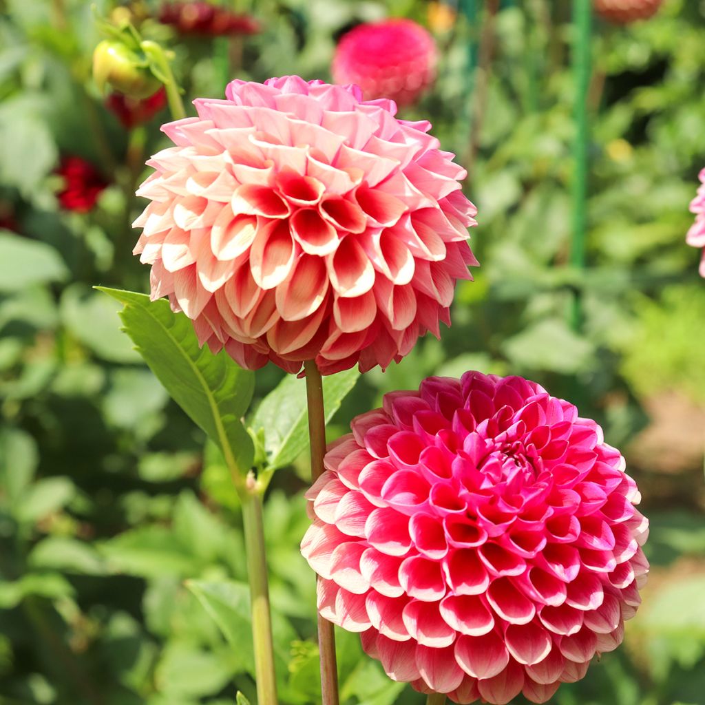 Dahlia Joey Winnie - baldahlia