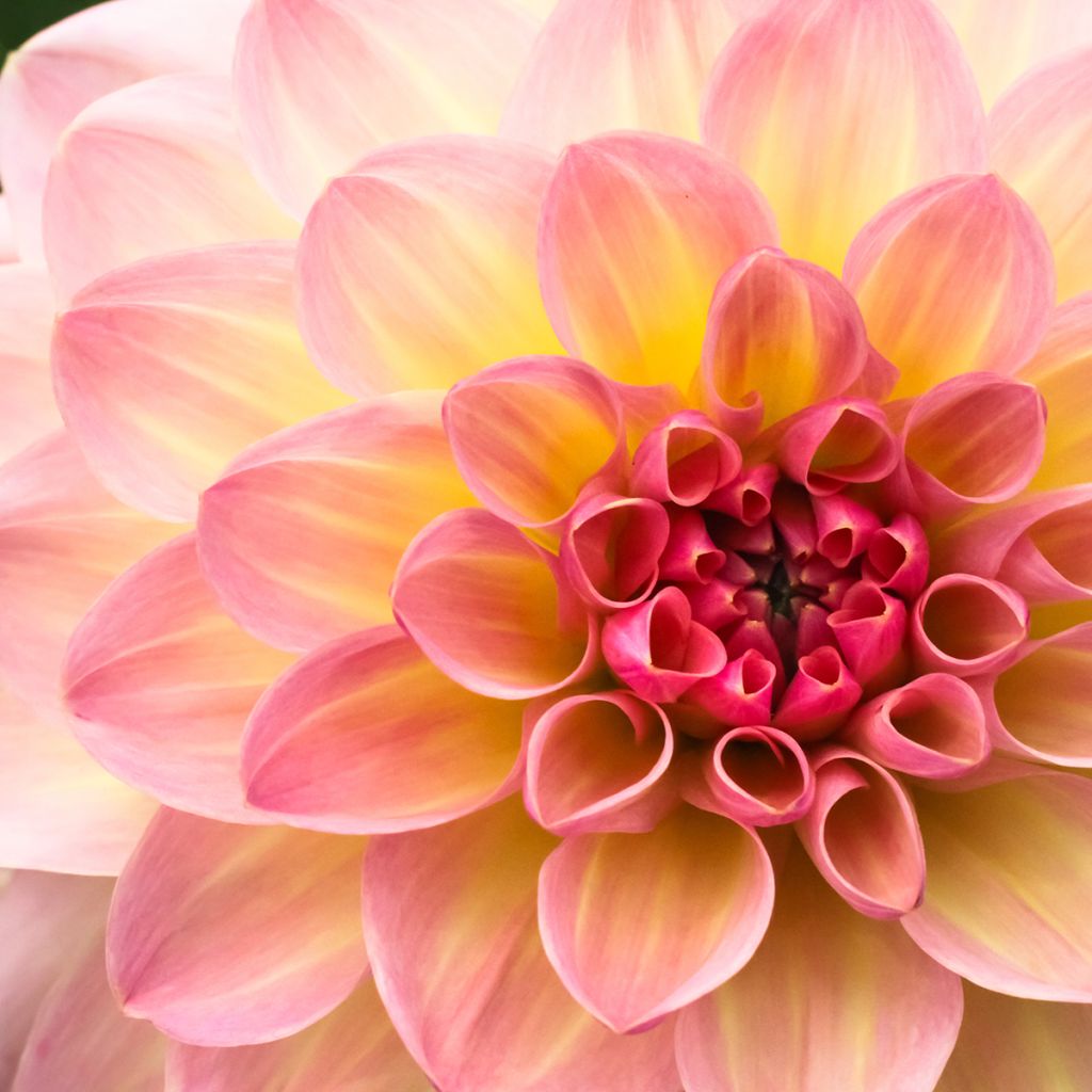 Dahlia Joey Winnie - baldahlia