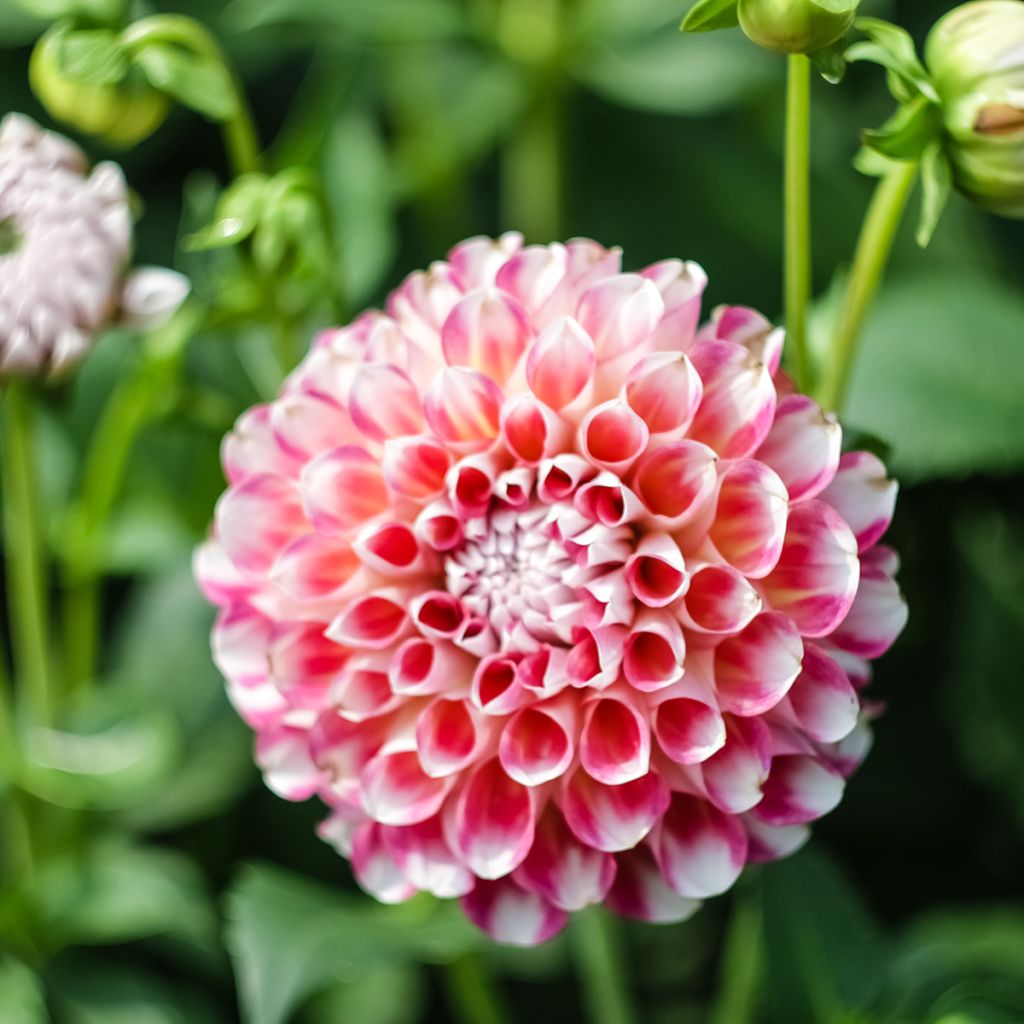 Dahlia Joey Winnie - baldahlia