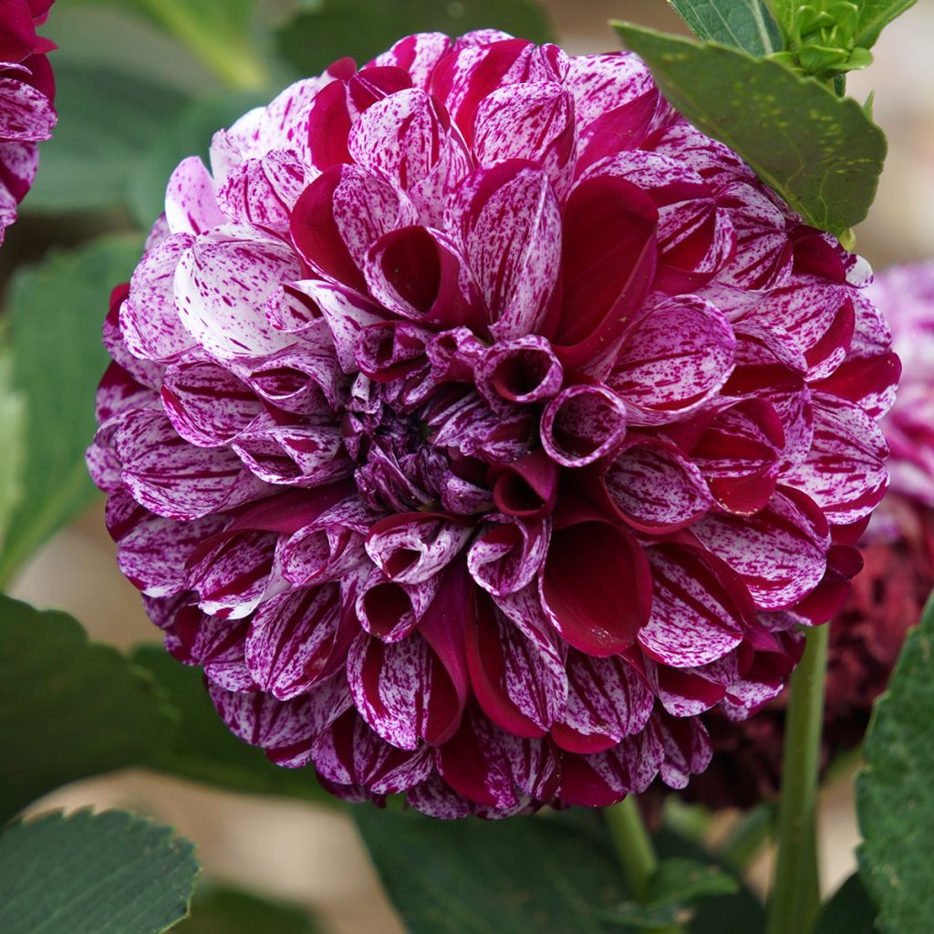 Dahlia Marble Ball - baldahlia