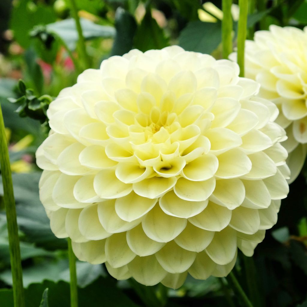 Dahlia Martina - baldahlia