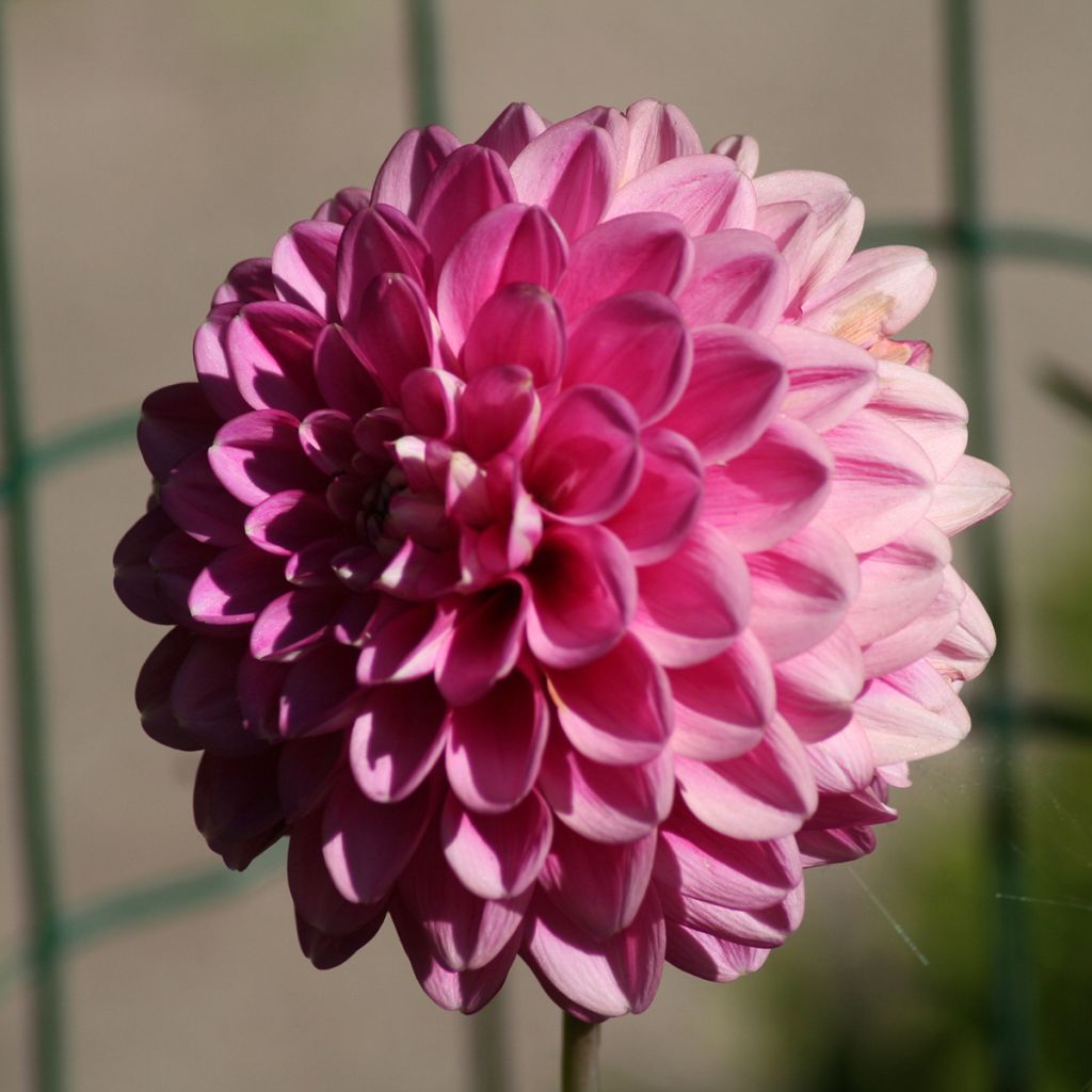 Dahlia Peter - baldahlia