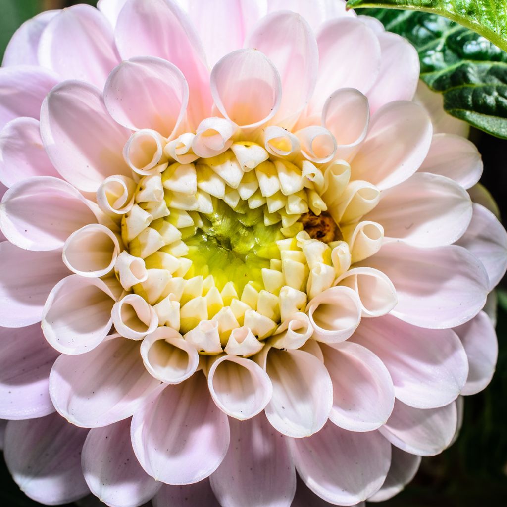 Dahlia Pink Pearl - baldahlia