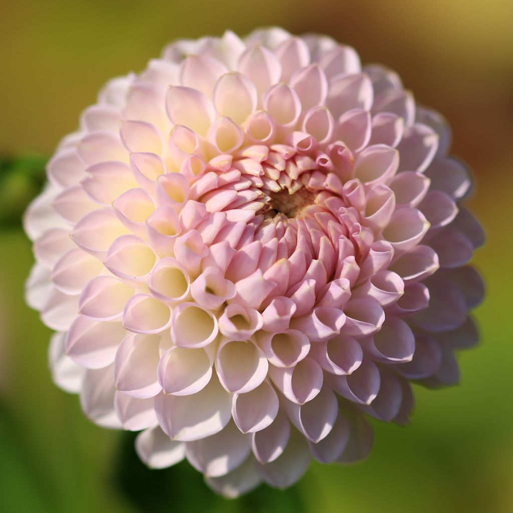 Dahlia Pink Pearl - baldahlia