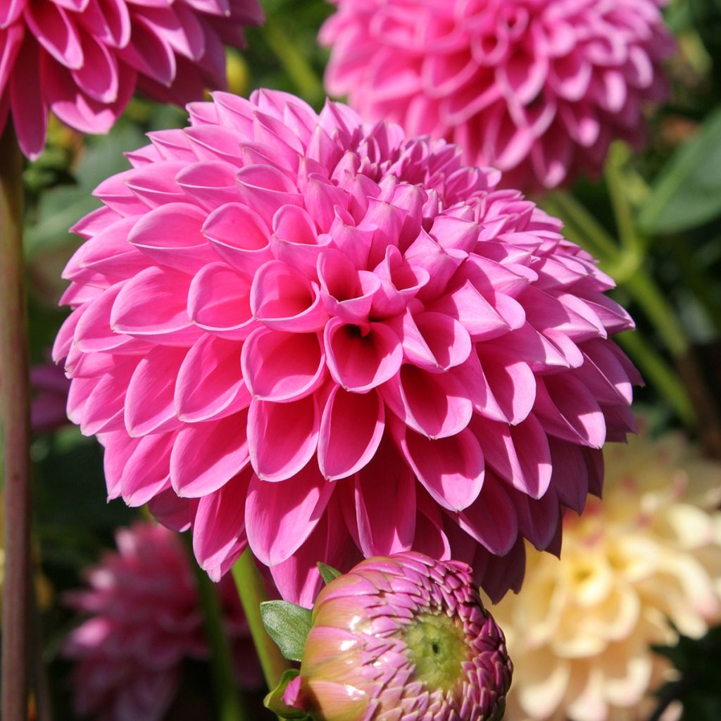 Dahlia Pink Sylvia - baldahlia