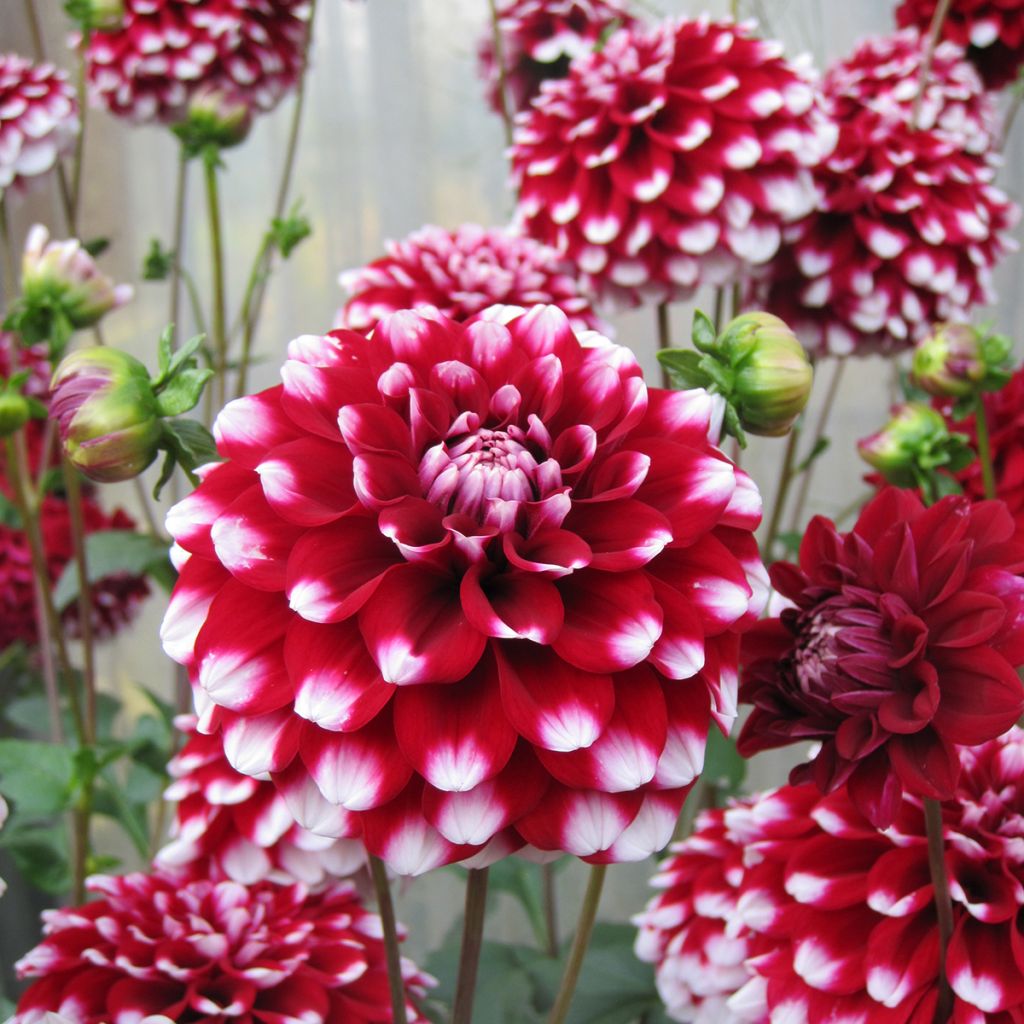 Dahlia Quinty bal - baldahlia