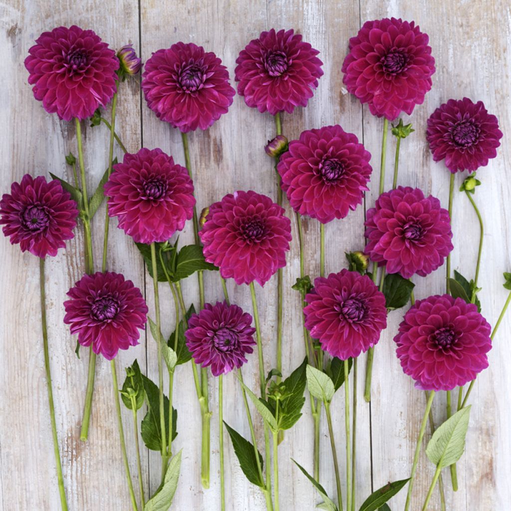 Dahlia Randy Crawford - baldahlia