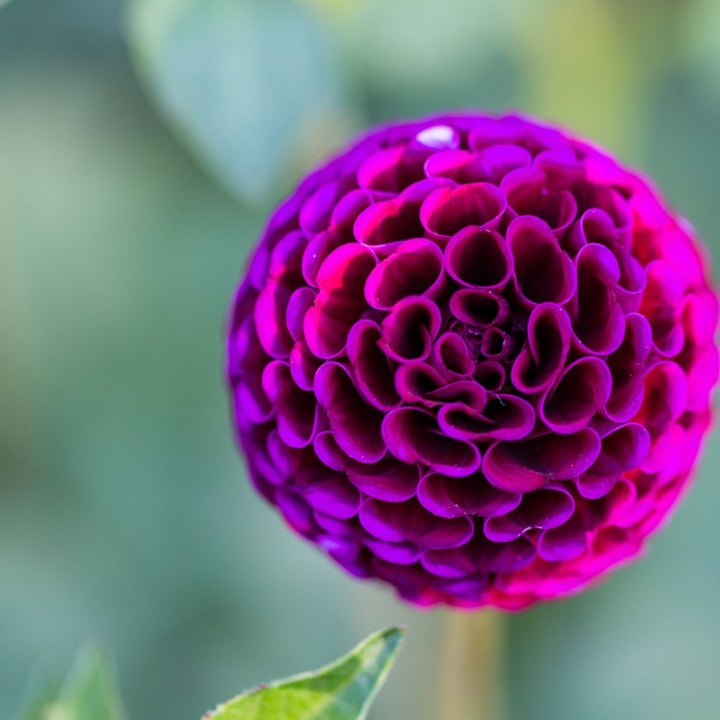 Dahlia Rocco - baldahlia