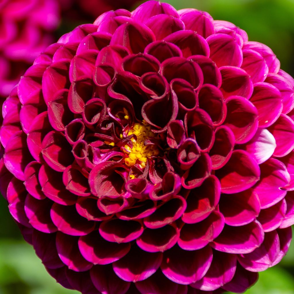 Dahlia Rocco - baldahlia