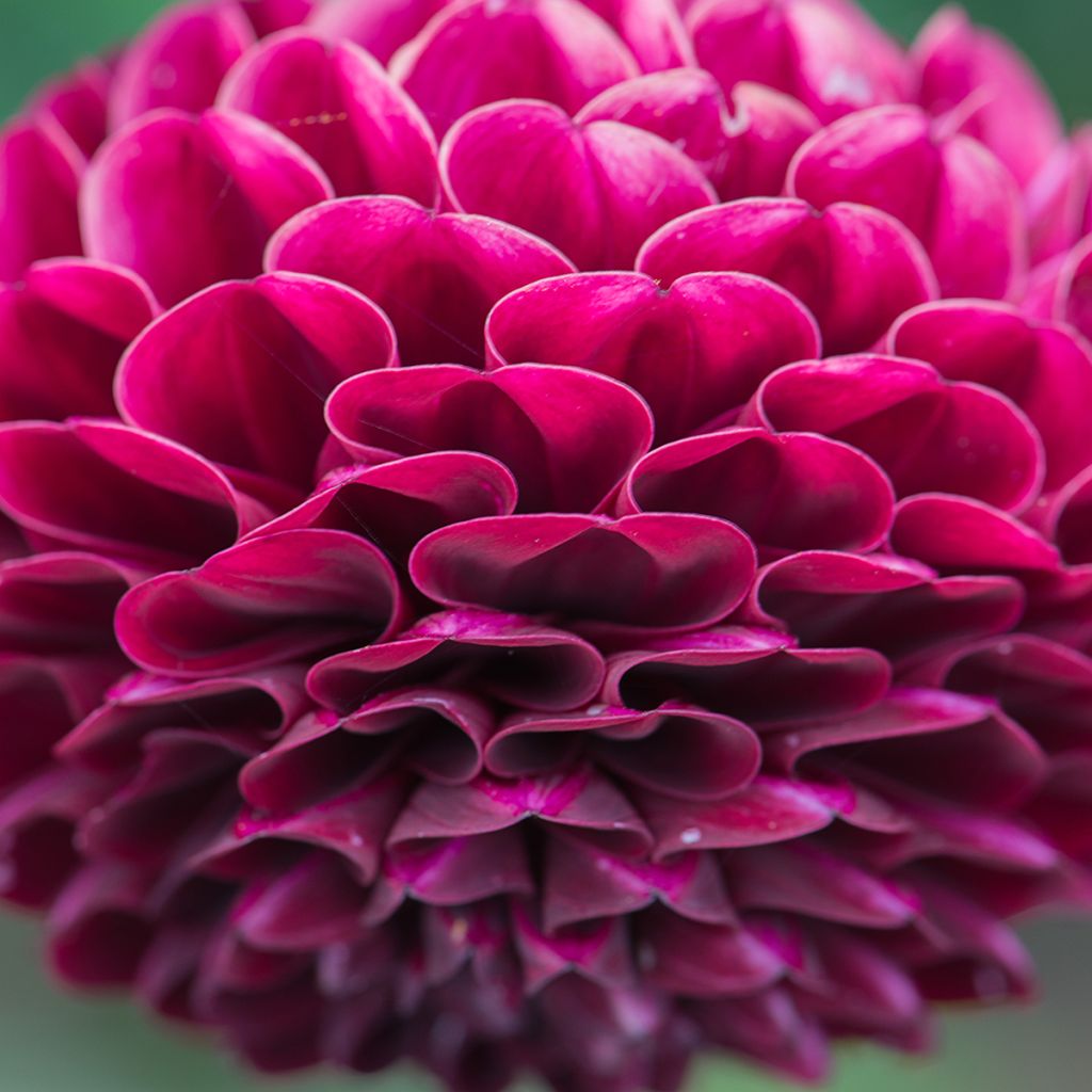 Dahlia Rocco - baldahlia