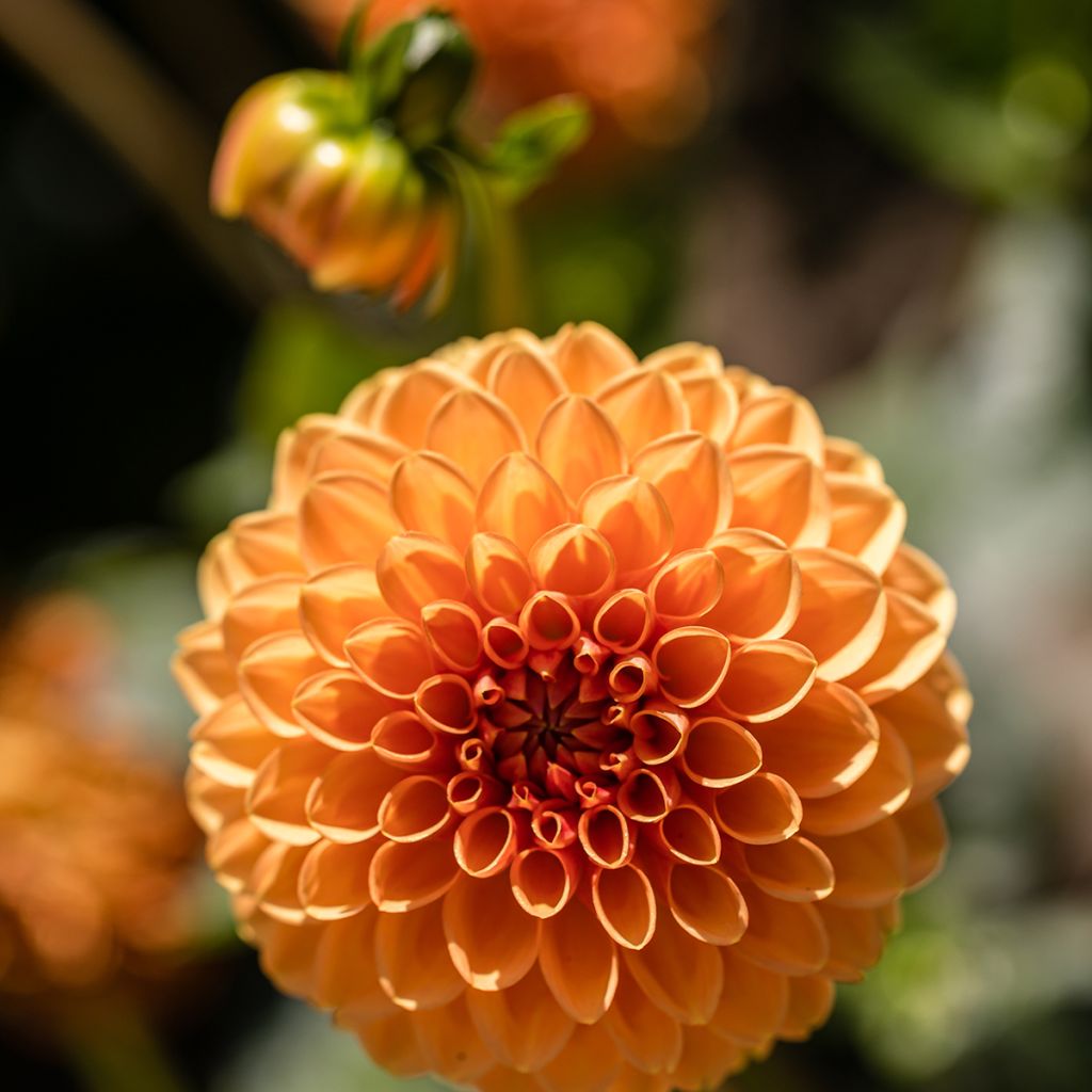 Dahlia Sylvia - baldahlia