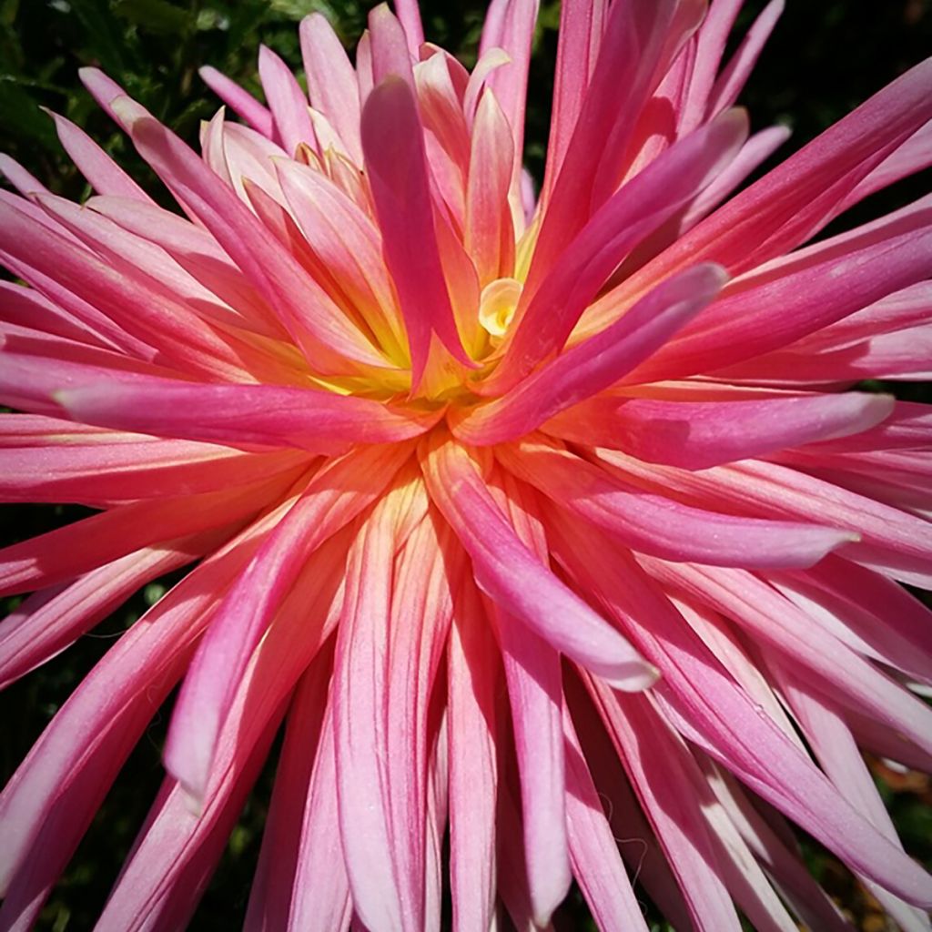 Dahlia Bora Bora - cactusdahlia
