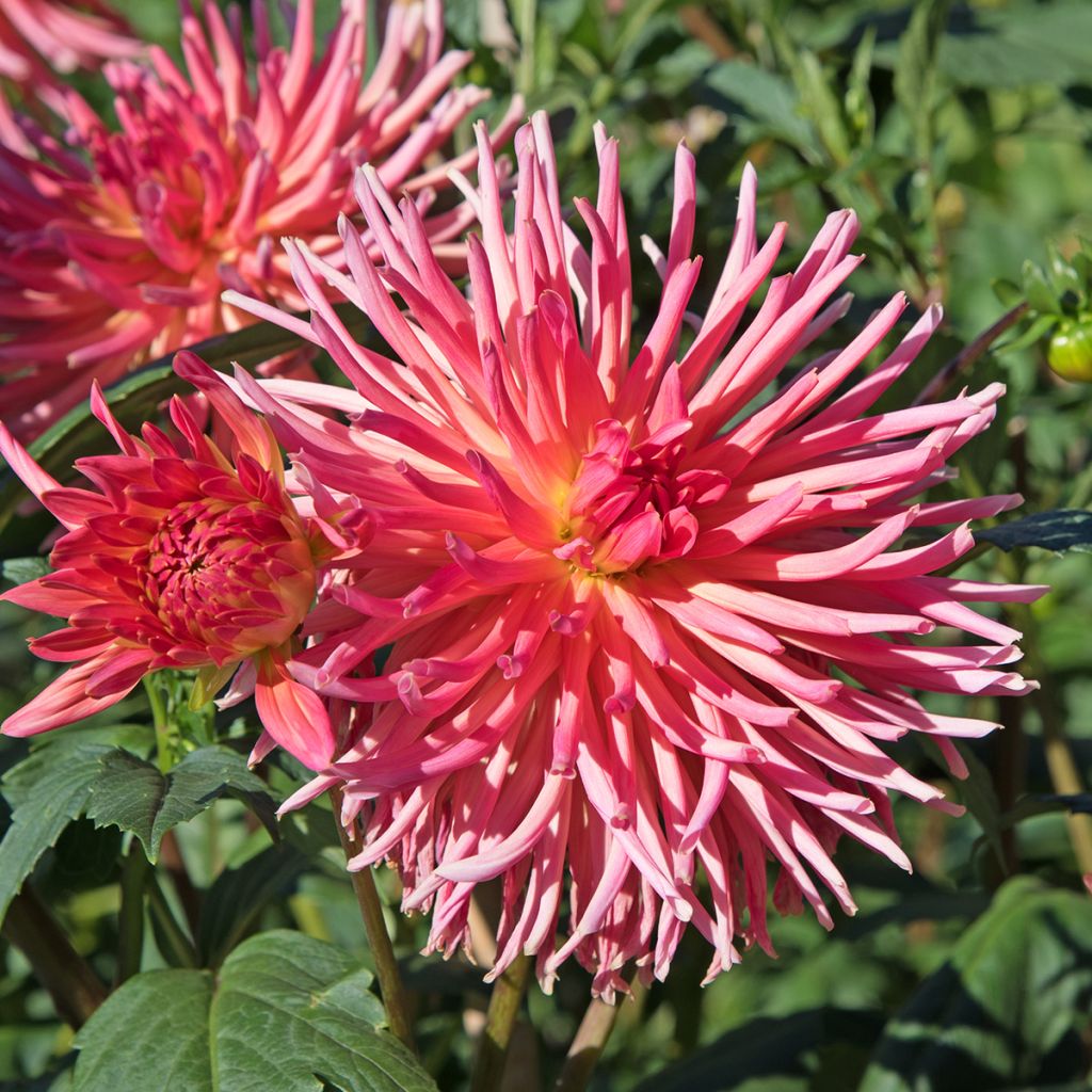 Dahlia Bora Bora - cactusdahlia