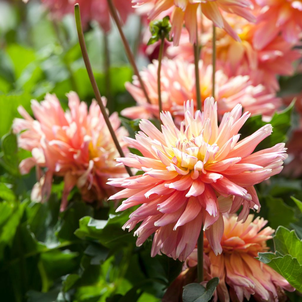 Dahlia Camargue - cactusdahlia
