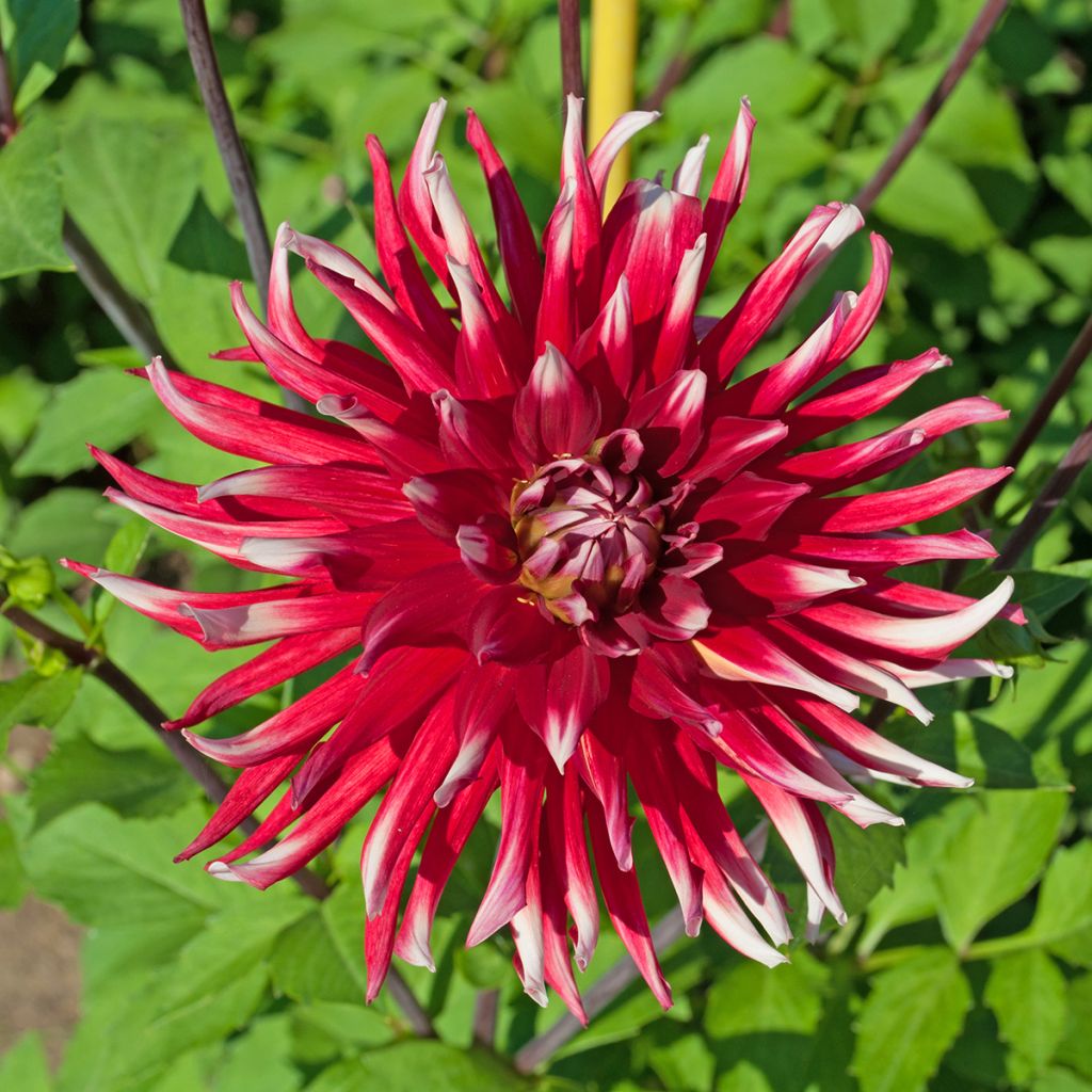 Dahlia Friquolet - cactusdahlia