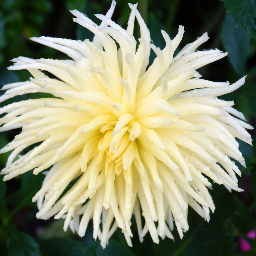 Dahlia Gryson s Yellow Spider - cactusdahlia