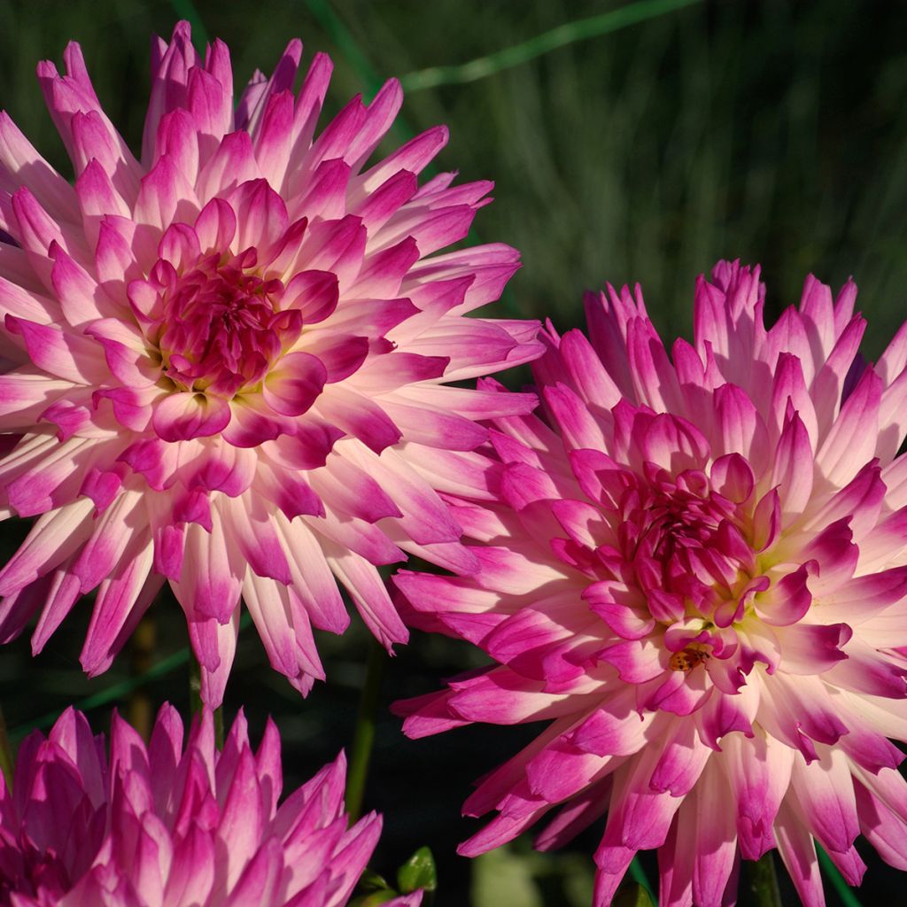 Dahlia Hayley Jane - cactusdahlia